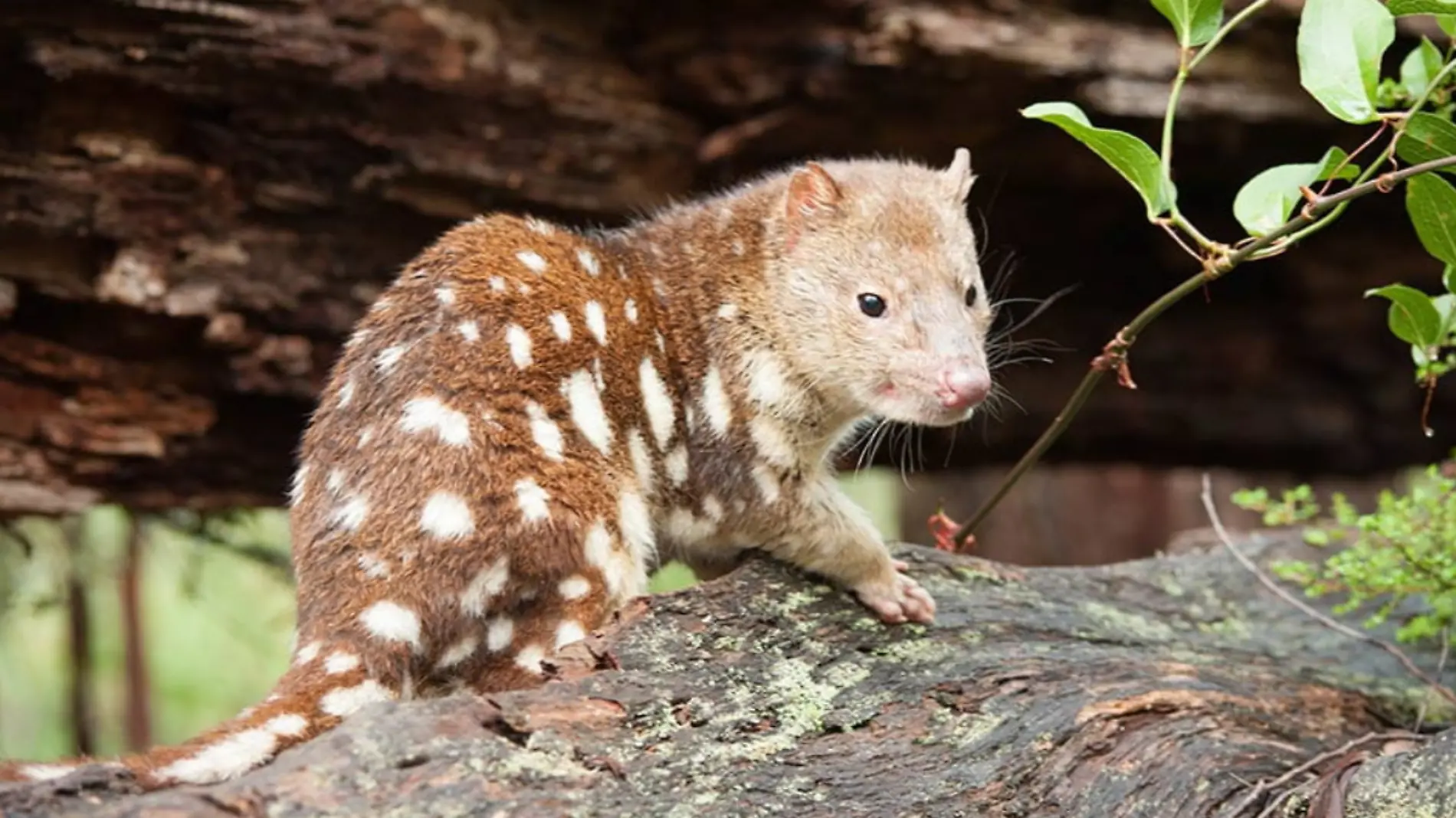 Quoll cola manchada 